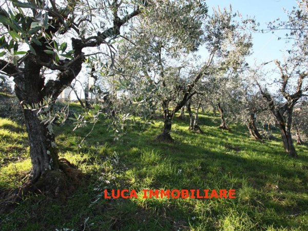 terreno agricolo in vendita a Buggiano