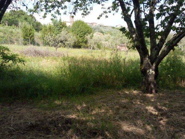 terreno agricolo in vendita a Buggiano in zona Stignano