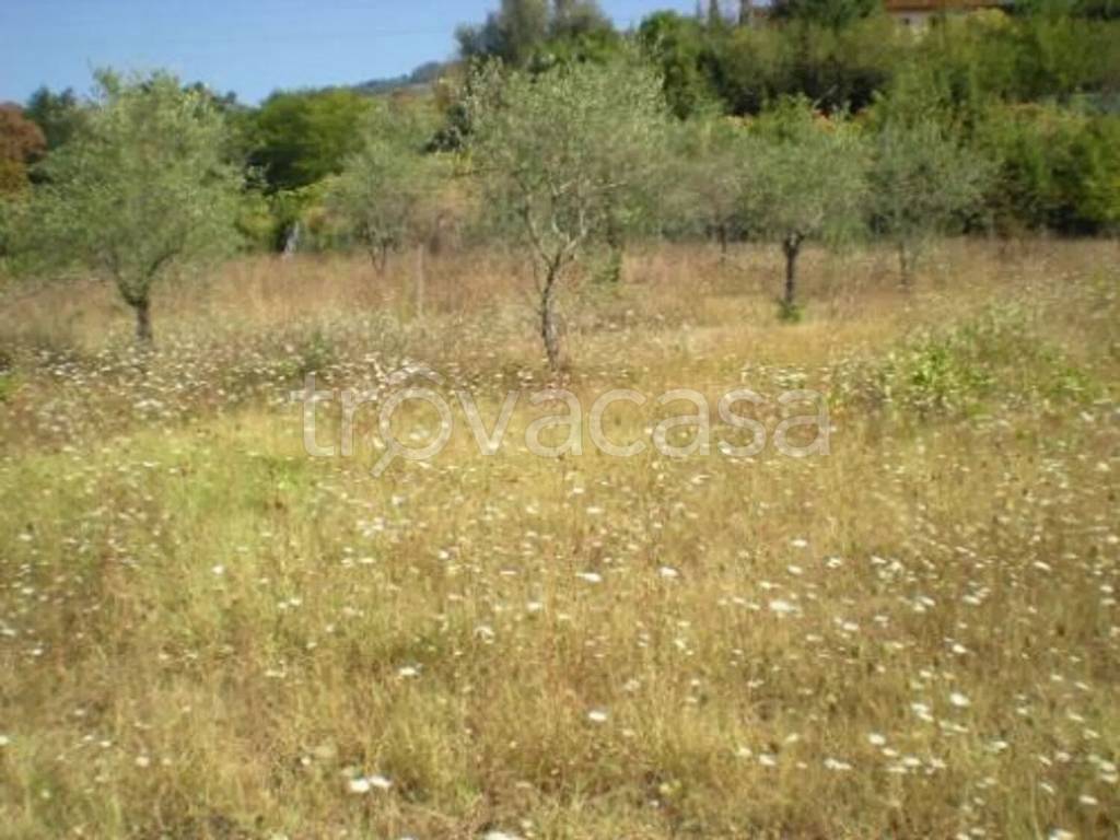 terreno agricolo in vendita a Buggiano