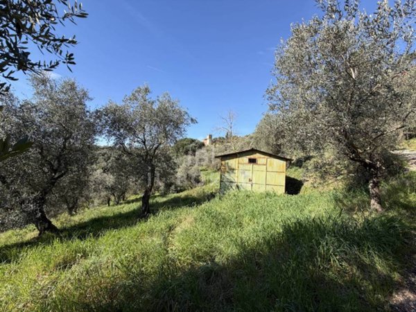 terreno agricolo in vendita a Buggiano in zona Buggiano Castello