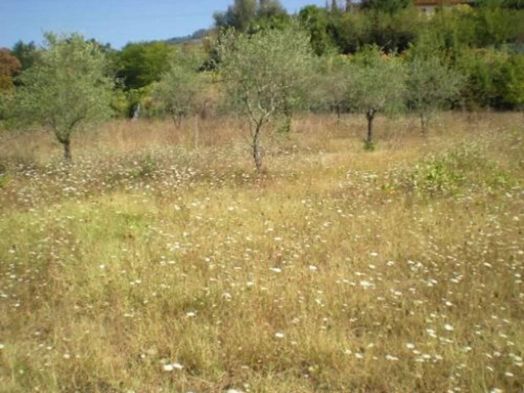 terreno agricolo in vendita a Buggiano in zona Borgo a Buggiano