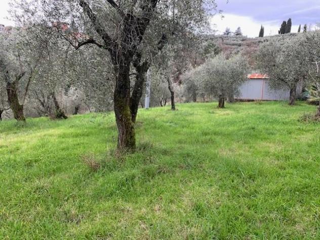 terreno agricolo in vendita a Buggiano in zona Colle di Buggiano