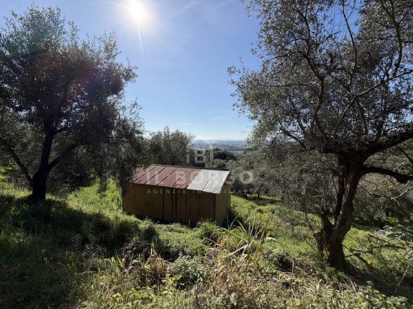 terreno agricolo in vendita a Buggiano in zona Buggiano Castello