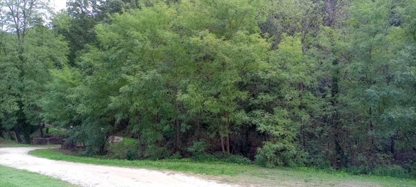 terreno agricolo in vendita a Lamporecchio