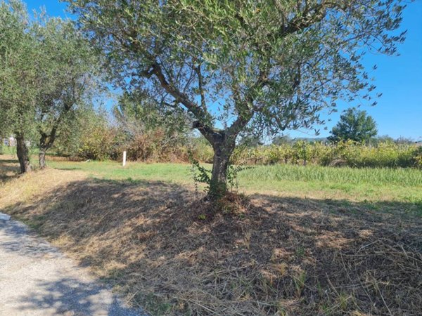 terreno agricolo in vendita a Larciano