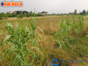 terreno agricolo in vendita a Larciano