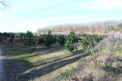 terreno agricolo in vendita a Larciano