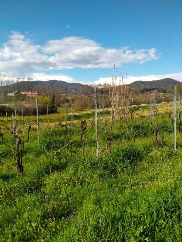 casa indipendente in vendita a Larciano