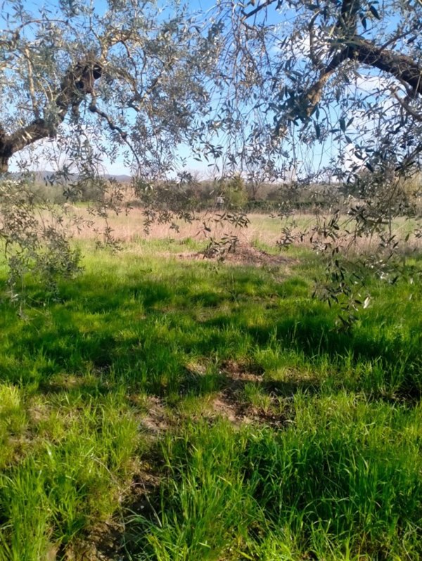 terreno agricolo in vendita a Larciano in zona Castelmartini