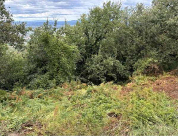 terreno agricolo in vendita a Larciano
