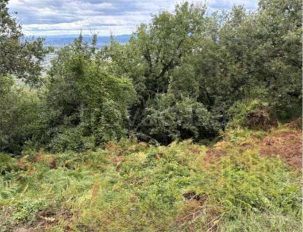 terreno agricolo in vendita a Larciano