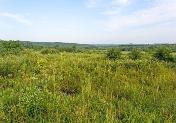 terreno agricolo in vendita a Larciano