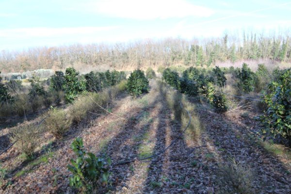terreno agricolo in vendita a Larciano