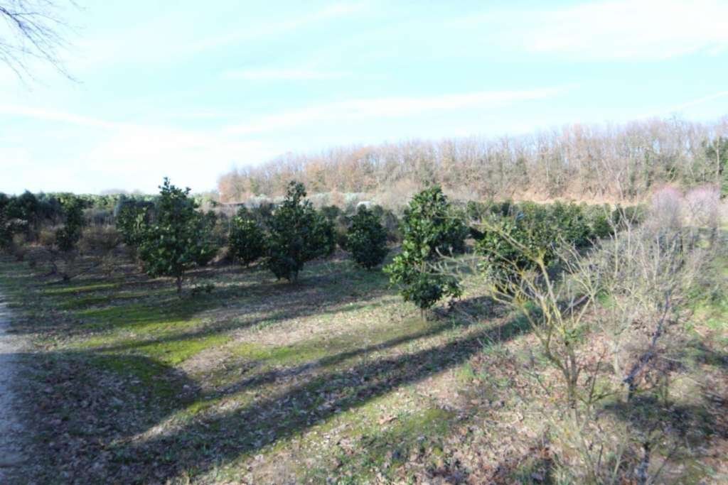 terreno in vendita a Larciano in zona San Rocco di Larciano