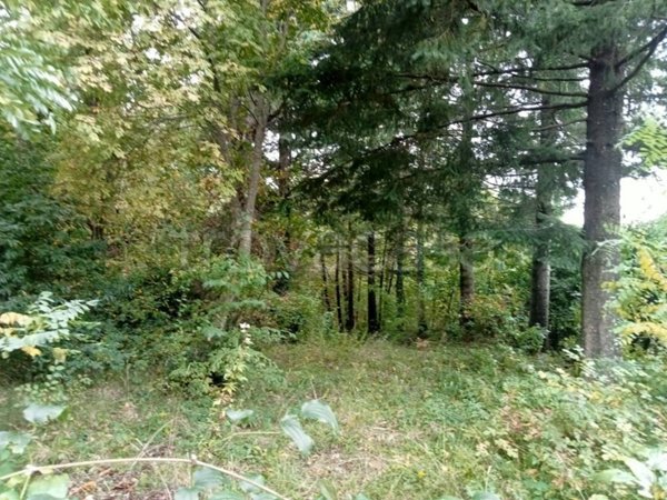 terreno agricolo in vendita a Marliana in zona Panicagliora