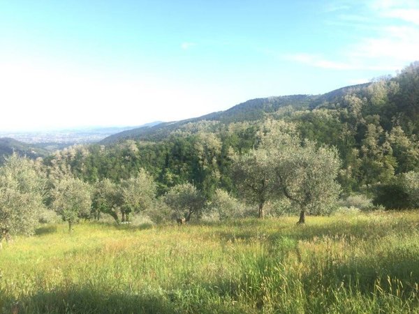 terreno agricolo in vendita a Marliana