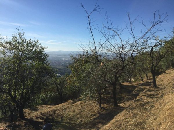 terreno agricolo in vendita a Massa e Cozzile