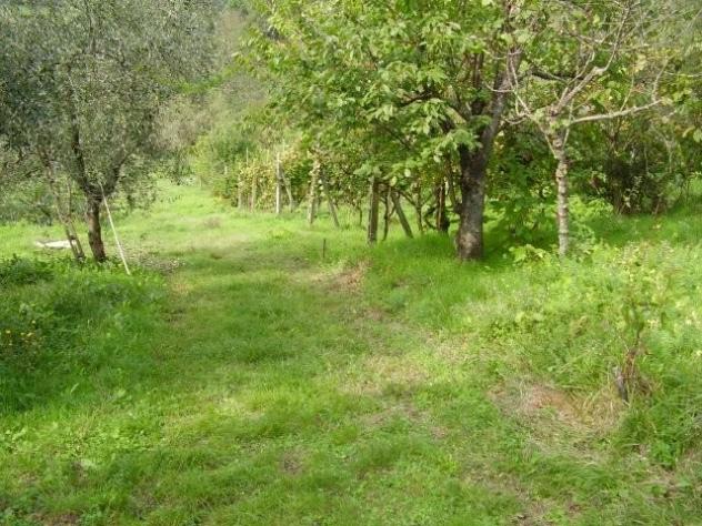 terreno agricolo in vendita a Massa e Cozzile in zona Margine Coperta