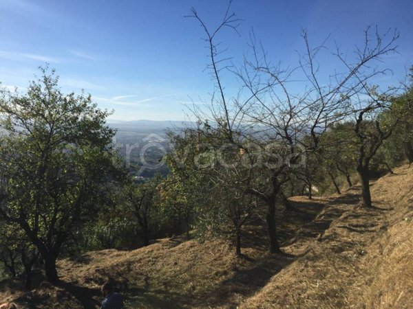 terreno agricolo in vendita a Massa e Cozzile in zona Cozzile