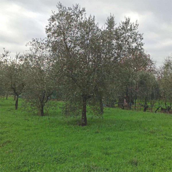 terreno agricolo in vendita a Monsummano Terme in zona Grotta Giusti