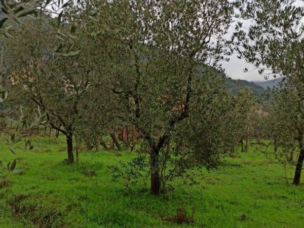 terreno agricolo in vendita a Monsummano Terme in zona Grotta Giusti