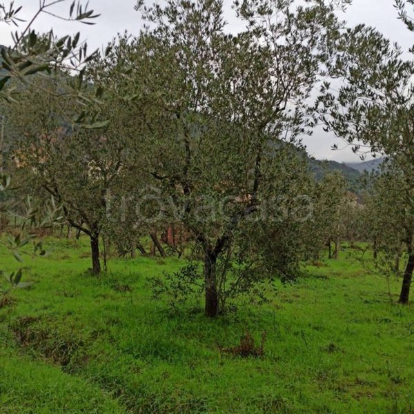 terreno agricolo in vendita a Monsummano Terme in zona Grotta Giusti