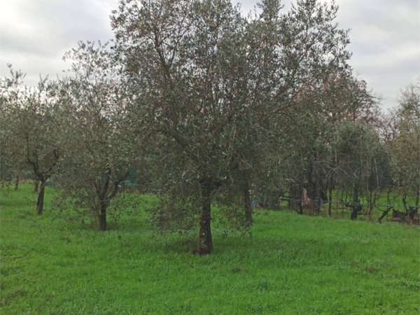 terreno agricolo in vendita a Monsummano Terme in zona Grotta Giusti