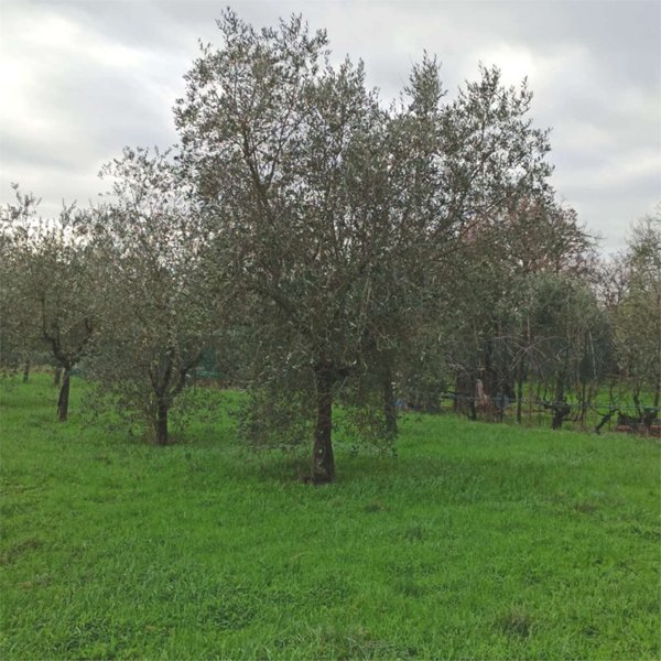 terreno agricolo in vendita a Monsummano Terme in zona Grotta Giusti