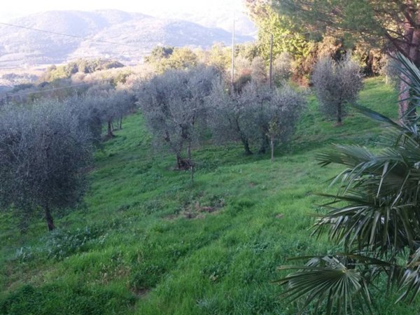 terreno agricolo in vendita a Monsummano Terme