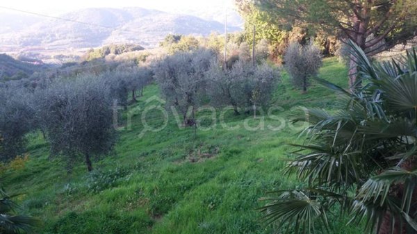 terreno agricolo in vendita a Monsummano Terme