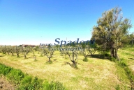 terreno agricolo in vendita a Monsummano Terme in zona Grotta Parlanti