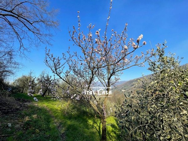 terreno agricolo in vendita a Monsummano Terme
