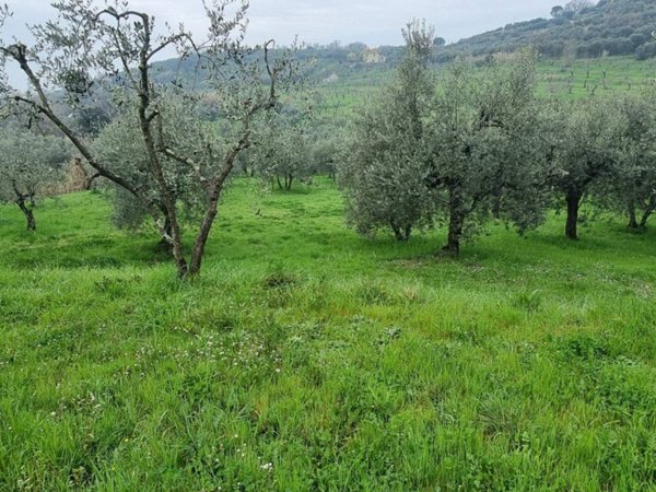 casa indipendente in vendita a Monsummano Terme in zona Montevettolini