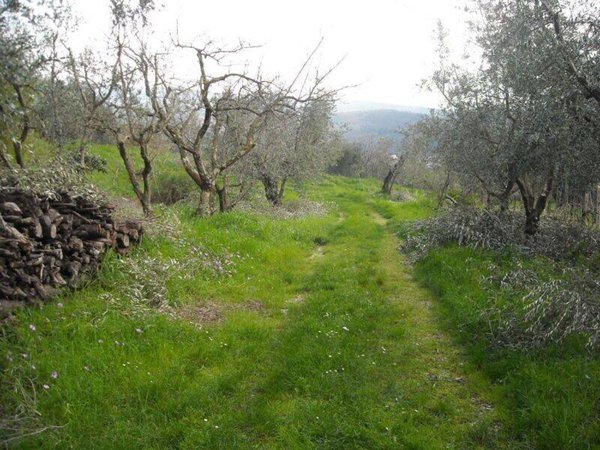 terreno agricolo in vendita a Montale