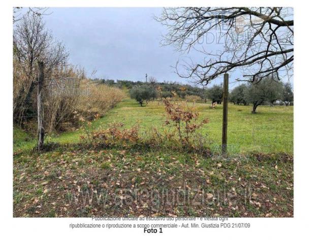 terreno agricolo in vendita a Montale