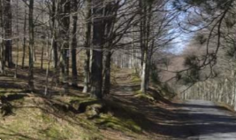 terreno agricolo in vendita a Montale