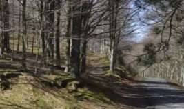terreno agricolo in vendita a Montale