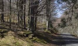 terreno agricolo in vendita a Montale