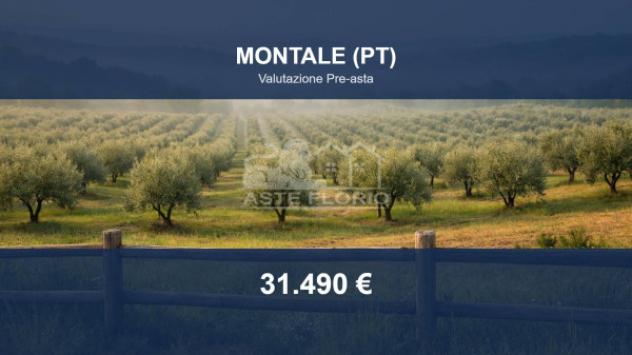 terreno agricolo in vendita a Montale