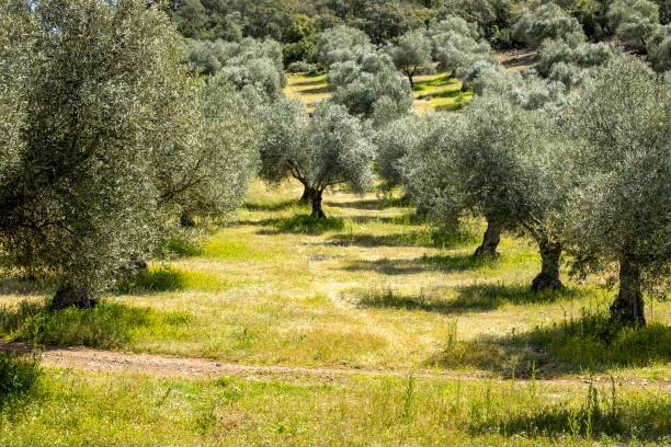 casa indipendente in vendita a Montecatini-Terme