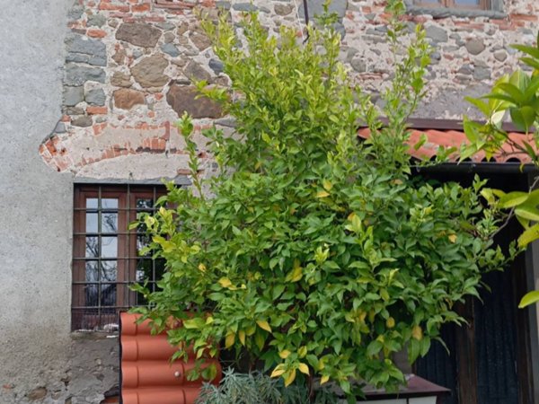 casa indipendente in vendita a Montecatini-Terme in zona Vico