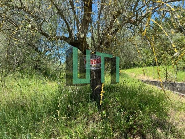 terreno agricolo in vendita a Pescia