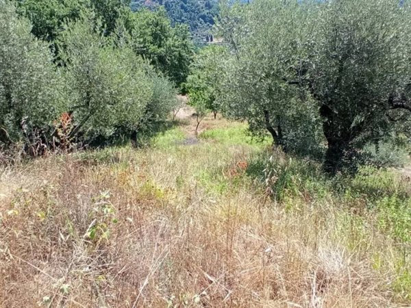 terreno agricolo in vendita a Pescia in zona Aramo