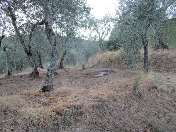 terreno agricolo in vendita a Pescia