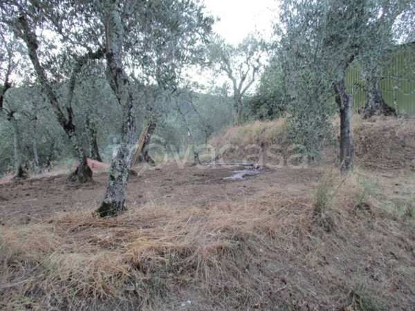 terreno agricolo in vendita a Pescia