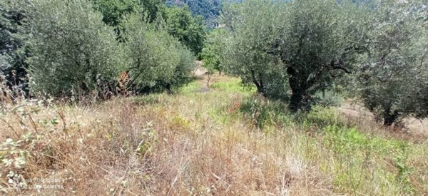 terreno agricolo in vendita a Pescia in zona San Quirico