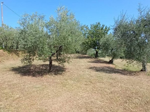 terreno agricolo in vendita a Pescia in zona Veneri