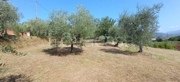 terreno agricolo in vendita a Pescia in zona Veneri