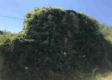casa indipendente in vendita a Pescia in zona Veneri