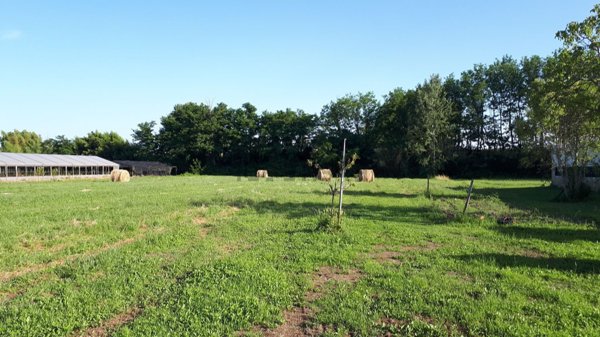 terreno agricolo in vendita a Pescia